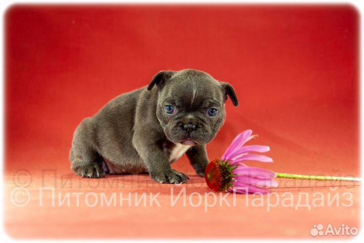 Голубые бульдоги девочки