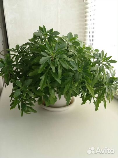 Каланхоэ лациниата или оленьи рожки