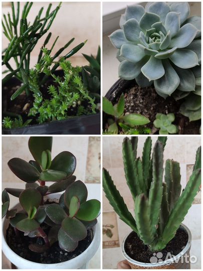 Кактусы и суккуленты