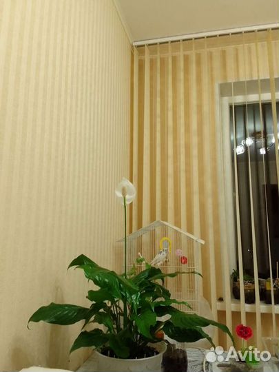 Спатифиллум отросток