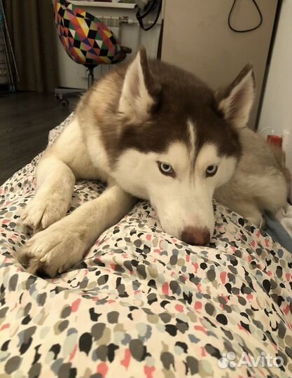 Сибирский хаски