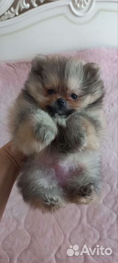 Продаются мини и микро щенки шпица