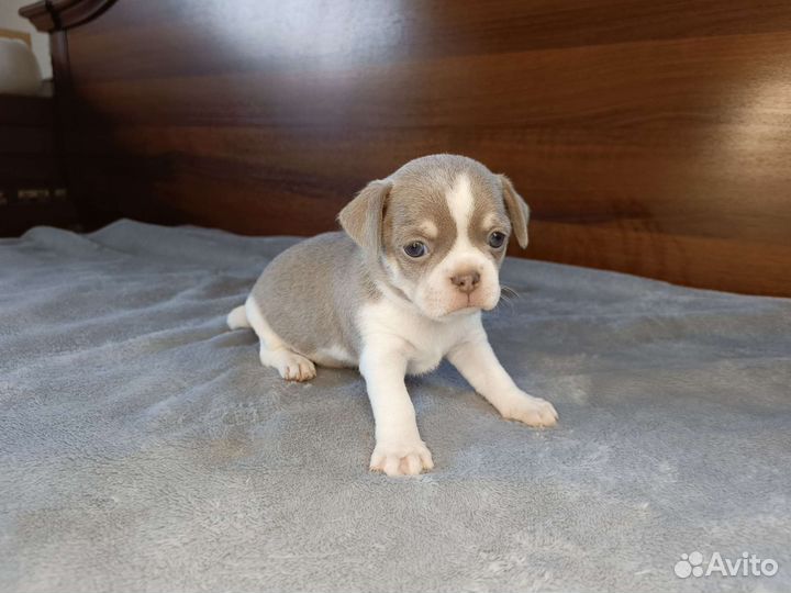 Щенки чихуахуа девочки