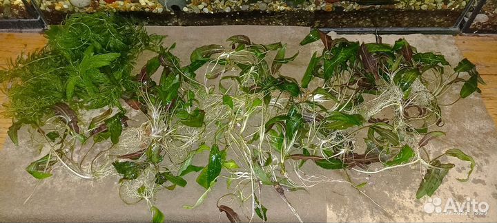 Криптокорина