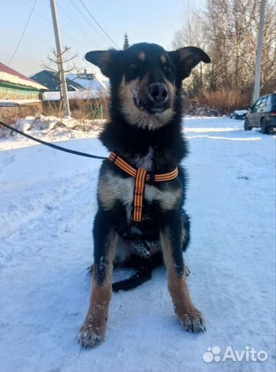 Щенок в добрые руки