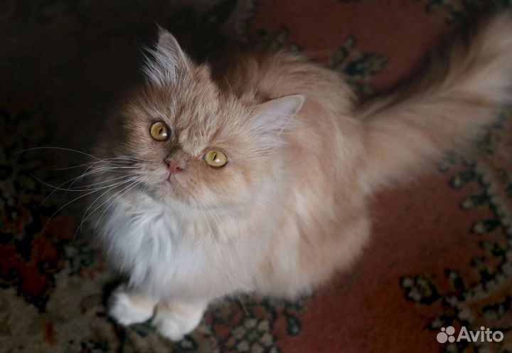 Персидская кошка