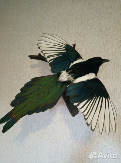 Чучело сороки