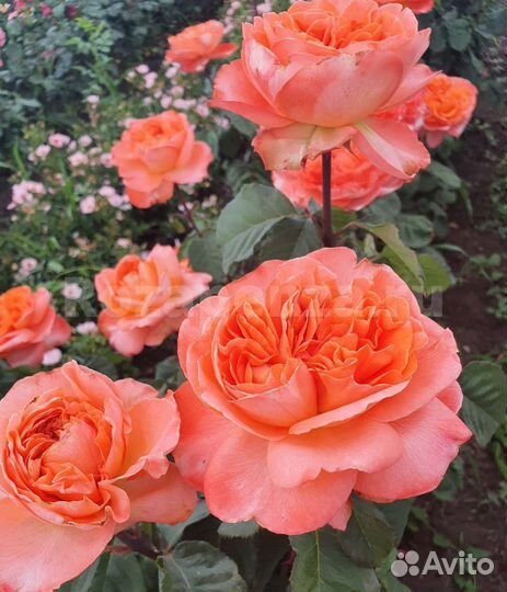 Саженцы роз