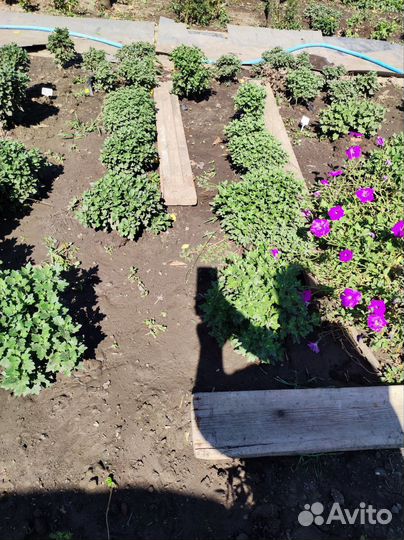 Хризантема мультифлора