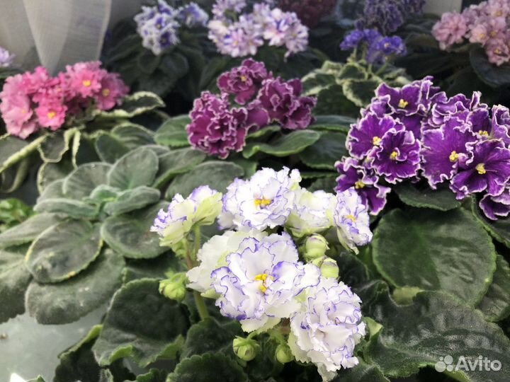 Фиалка сортовая