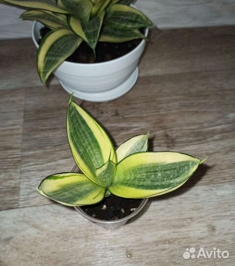 Сансевиерия Ханни Голд