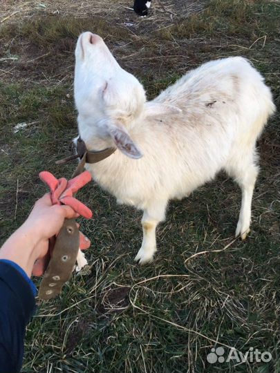 Коза дойная молочная