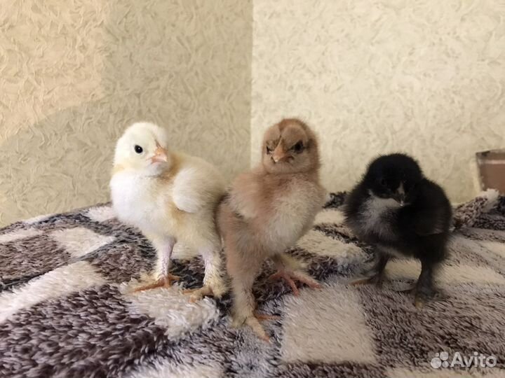 Цыплята