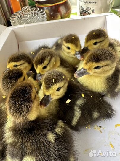 Утята суточные