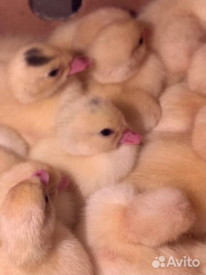 Утята индоутки