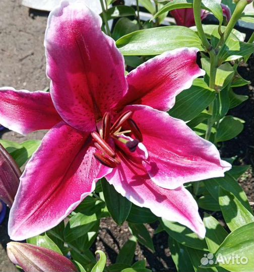 Лилии сортовые