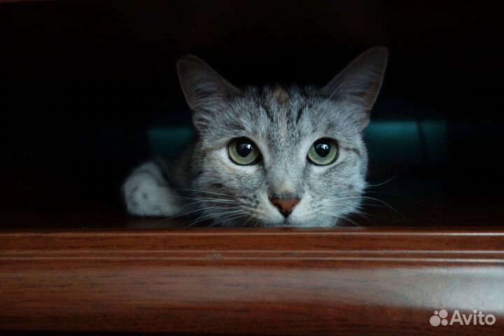 Sony rx100