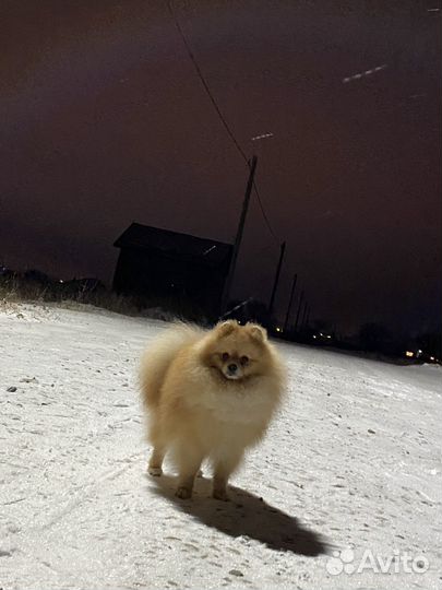 Померанский шпиц вязка