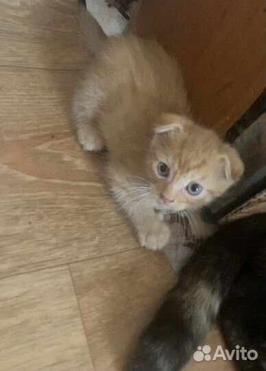 Котята вислоухие