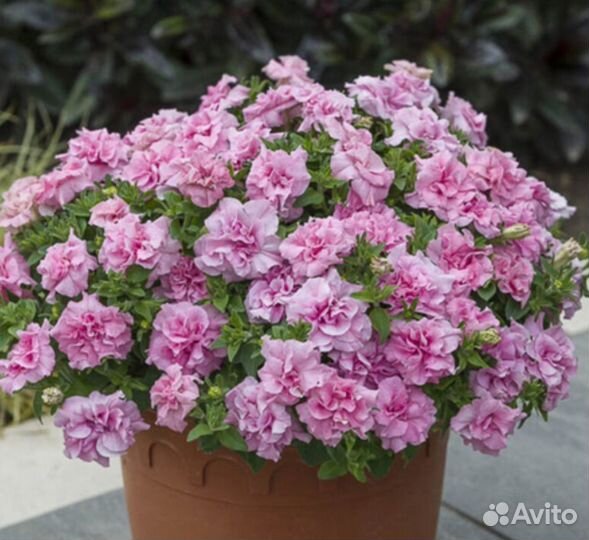 Петуния Tumbelina