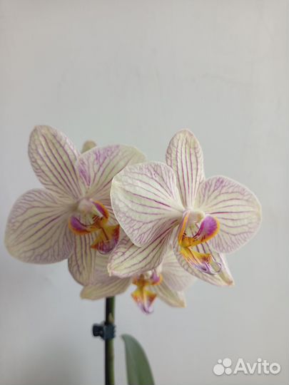Орхидея фаленопсис