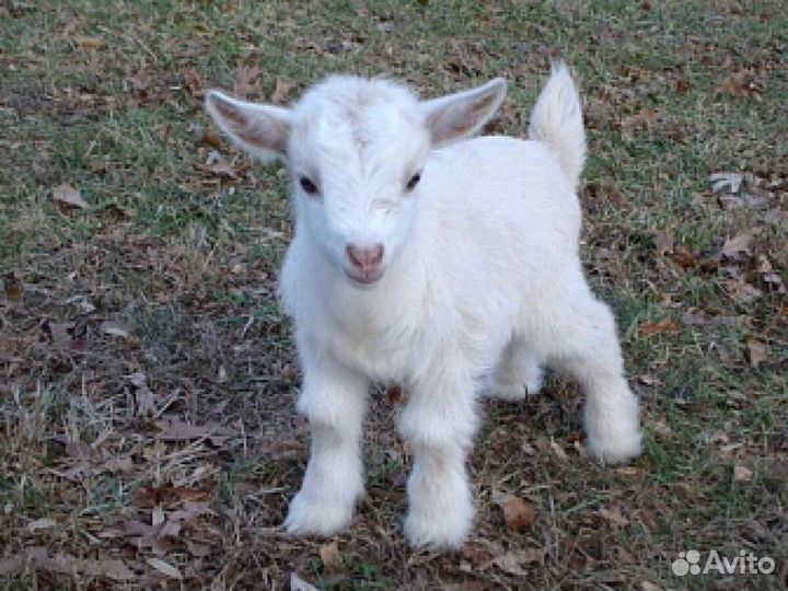 Козочки 2х месячные