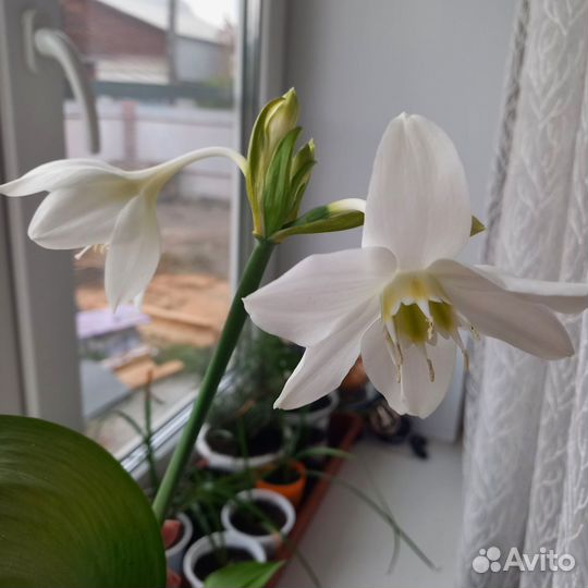 Эухарис амазонская лилия