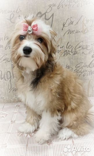 Йоркширский терьер щенки