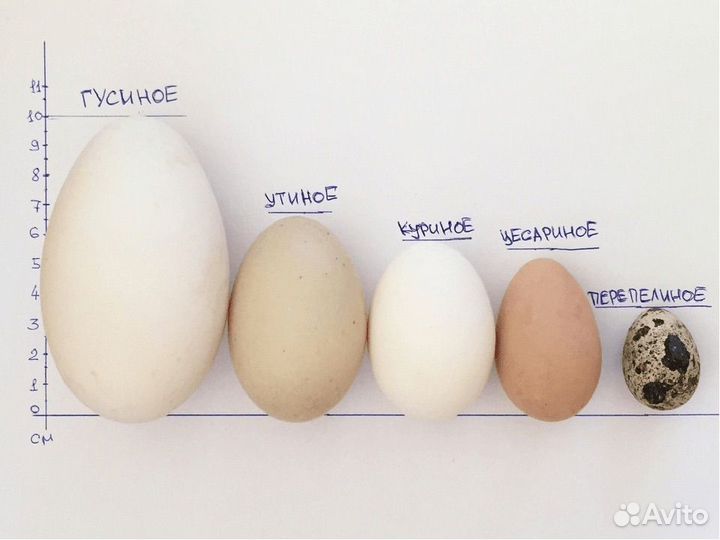 Гусиные куриные утиные яйца