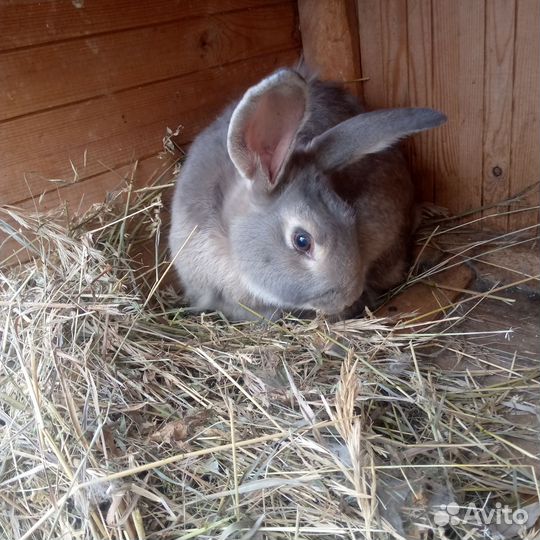 К ролик на мясо живой вес 8кг более года