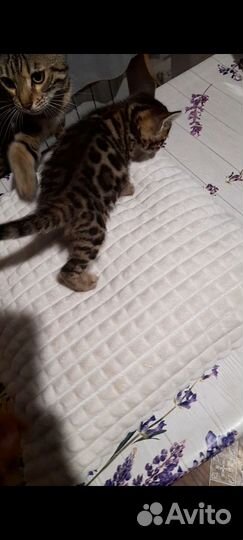 Бенгальские котята