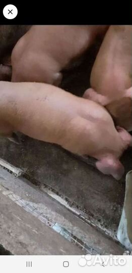 Поросята дюрок,ландрас,кб чистокровные