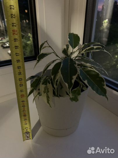 Фикус бенджамина пестролистный