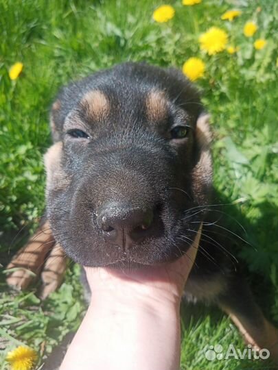 Щенок в добрые руки бесплатно