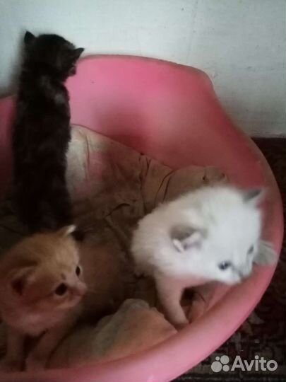 Котята в добрые руки