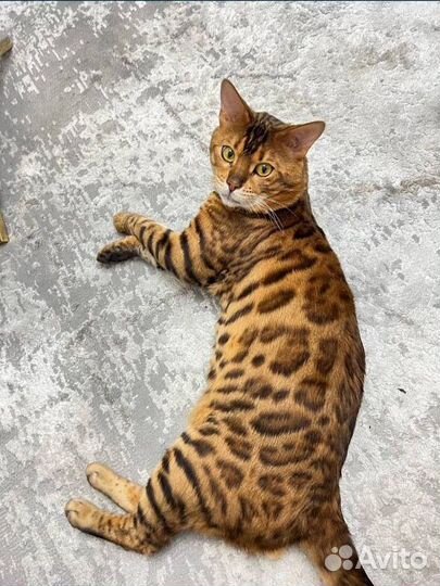 Бенгальский кот вязка