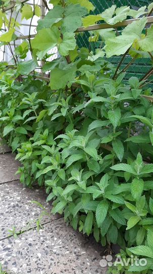 Ясколка, мята, мелисса