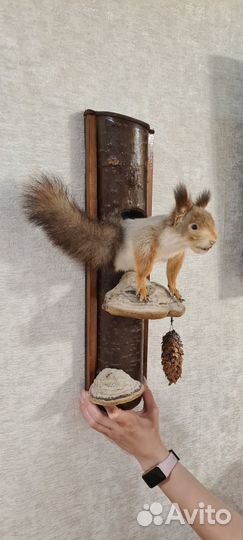 Продам чучело белки