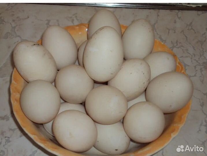 Яйцо индоутки