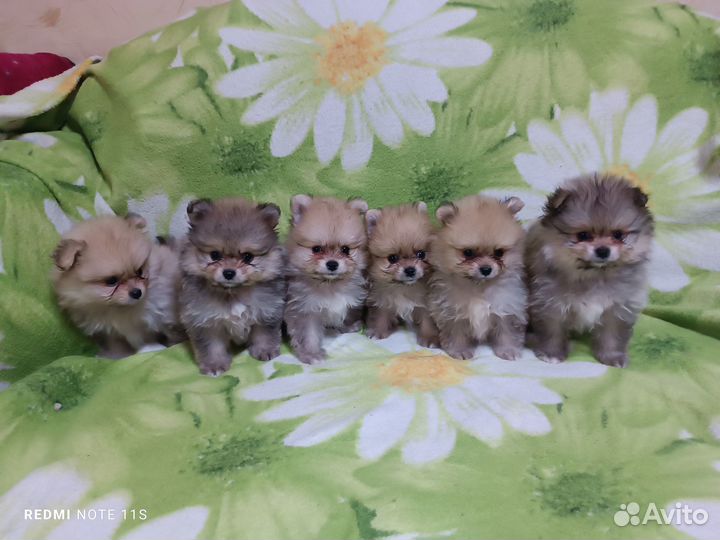 Померанский шпиц