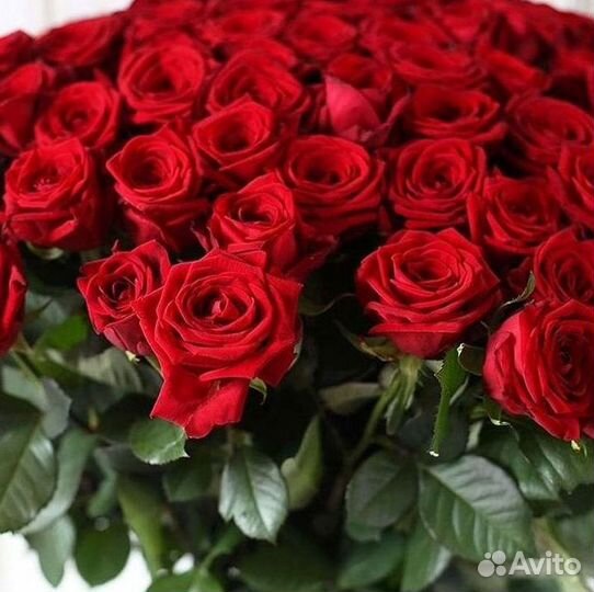 101 роза цветы букеты доставка 25 51 101 роза