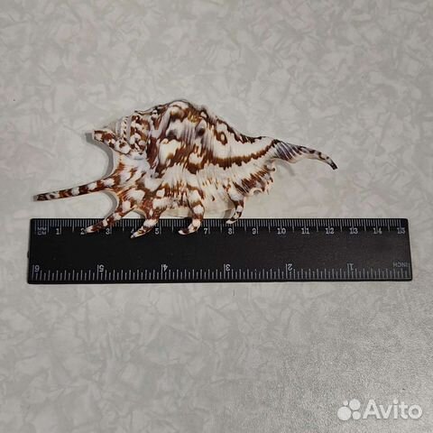 Ракушки морские