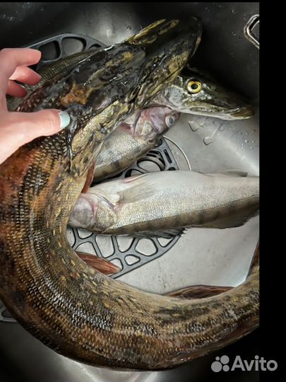 Рыба свежая щука судак