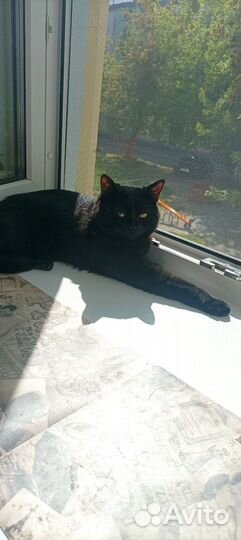 Британский кот для вязки