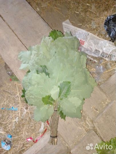 Продаю веники дубовые, черно клëн, липа