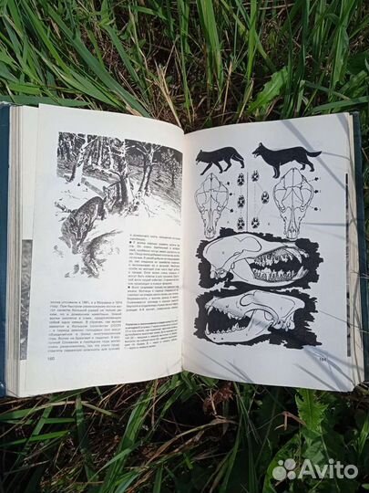 А. Б. Герцен 