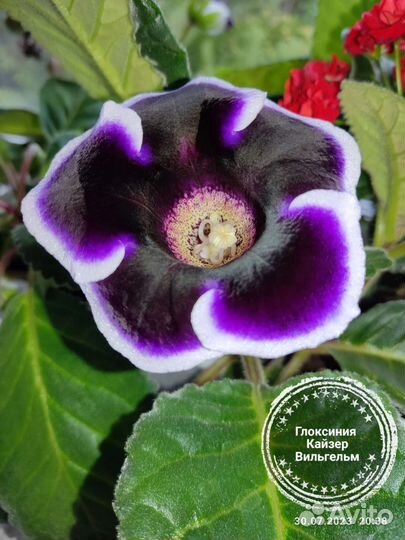 Глоксиния, тидея