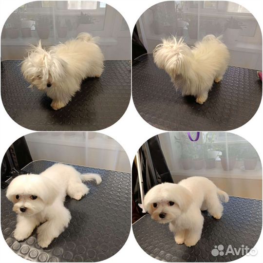 Стрижка собак