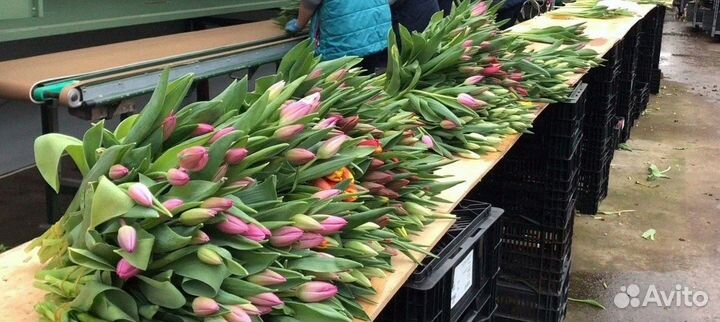 Тюльпаны оптом к 8 марта