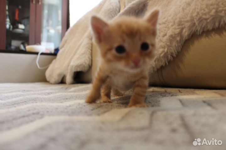 Котята 3 мальчика 1 девочка, родились 03.04.2024